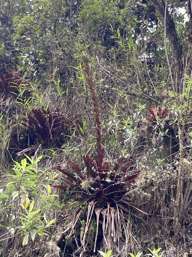 Tillandsia pastensis, photographed by julianazuluaga-carrero