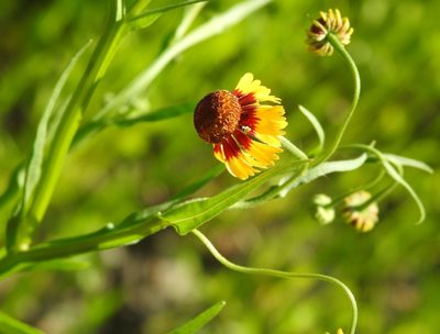 Helenium elegans, photographed by saltyhiker