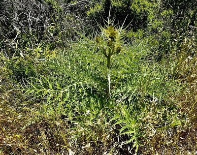 Cynara cardunculus, photographed by Chuck Wilson