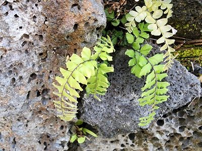 Adiantum hispidulum, photographed by Tyler Bishop