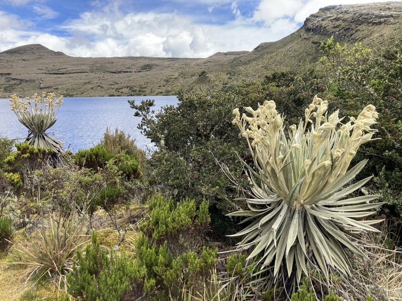 Espeletia grandiflora, photographed by julianazuluaga-carrero