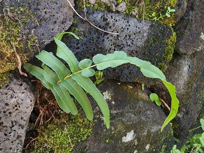 Pteris vittata, photographed by Tyler Bishop