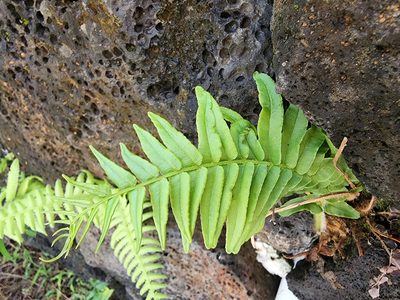 Pteris vittata, photographed by Tyler Bishop