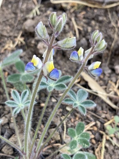 Lupinus huachucanus, photographed by er-birds