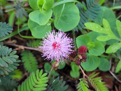 Mimosa pudica, photographed by Tyler Bishop