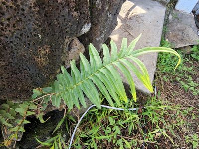 Pteris vittata, photographed by Tyler Bishop