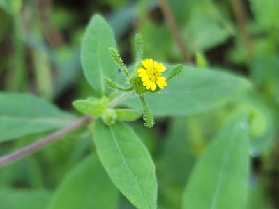 Sigesbeckia orientalis, photographed by Tyler Bishop