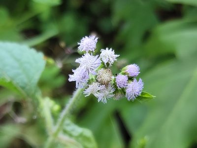 Ageratum conyzoides, photographed by Tyler Bishop