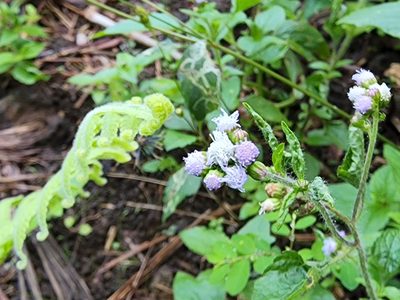 Ageratum conyzoides, photographed by Tyler Bishop