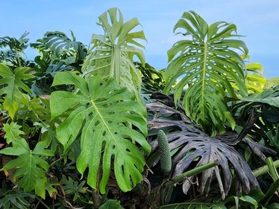 Monstera deliciosa, photographed by Tyler Bishop