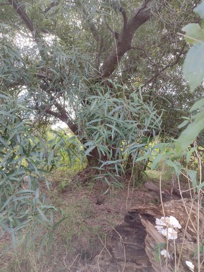 Nectandra angustifolia, photographed by demianlescano