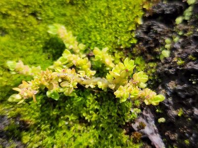 Pilea microphylla, photographed by Tyler Bishop