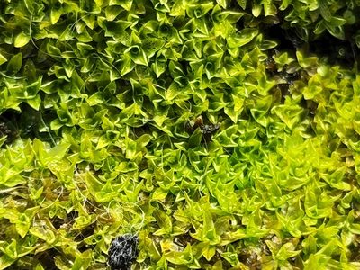 Hyophila involuta, photographed by Tyler Bishop