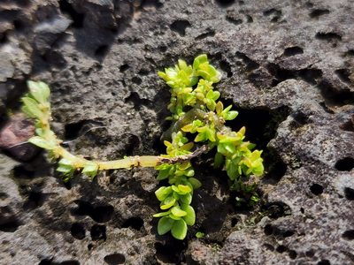 Pilea microphylla, photographed by Tyler Bishop