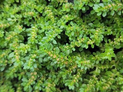 Pilea microphylla, photographed by Tyler Bishop