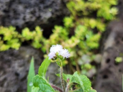 Ageratum conyzoides, photographed by Tyler Bishop