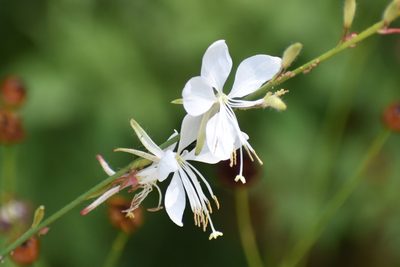 Oenothera lindheimeri, photographed by Tia Offner