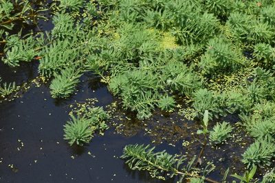 Myriophyllum aquaticum, photographed by Tia Offner