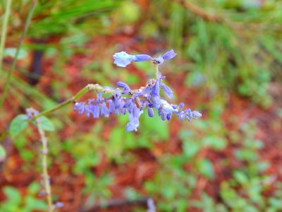 Salvia lavanduloides, photographed by Norma Piedra