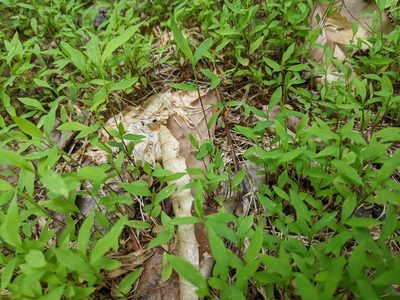 Microstegium vimineum, photographed by stephen