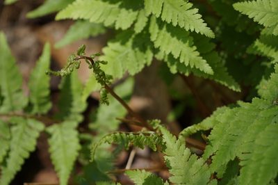 Athyrium asplenioides, photographed by stephen