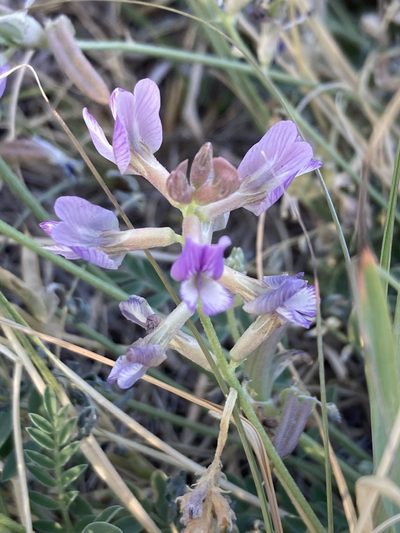 Astragalus nothoxys, photographed by er-birds
