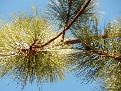 Pinus durangensis, photographed by Norma Piedra
