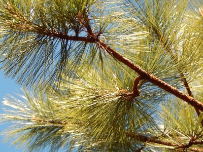 Pinus durangensis, photographed by Norma Piedra