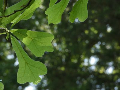 Quercus nigra, photographed by Brian White