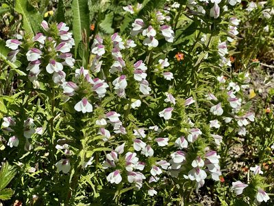 Bellardia trixago, photographed by Chuck Wilson