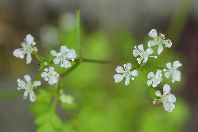 Anthriscus cerefolium, photographed by Patrick Hacker