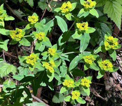 Euphorbia oblongata, photographed by Chuck Wilson