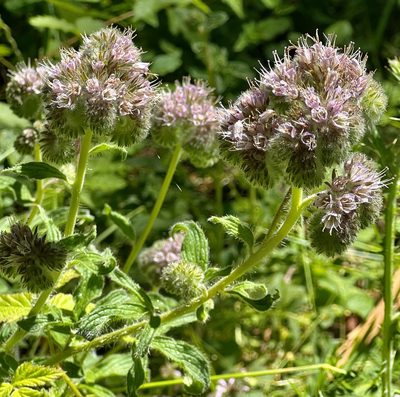 Phacelia californica, photographed by Chuck Wilson