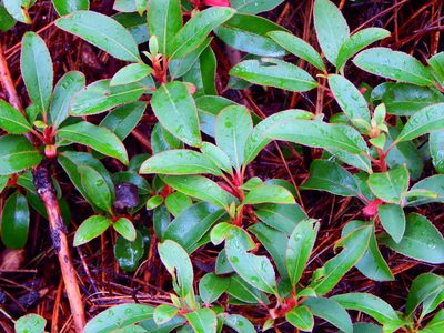 Arbutus occidentalis, photographed by Norma Piedra