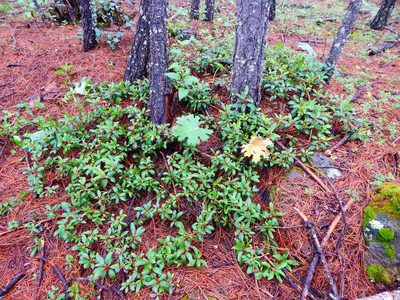 Arbutus occidentalis, photographed by Norma Piedra