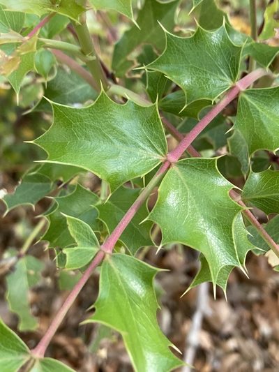 Berberis wilcoxii, photographed by er-birds