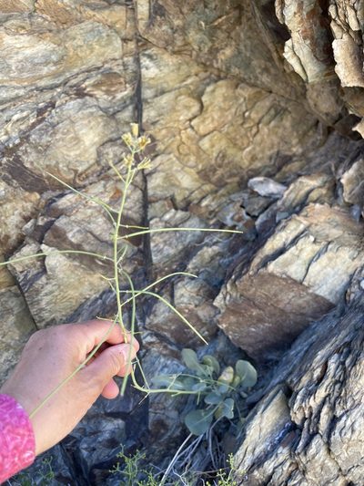 Streptanthus glaucus, photographed by Dee Shea Himes
