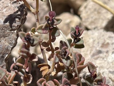 Euphorbia polycarpa, photographed by Bobby McCabe