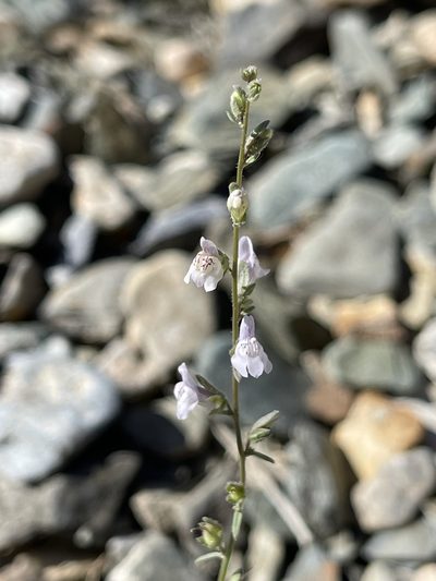 Sairocarpus kingii, photographed by Dee Shea Himes