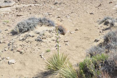 Yucca angustissima, photographed by colinpena