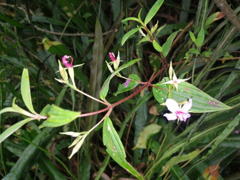 Monochaetum lineatum, photographed by GERMAN LEONEL SARMIENTO CRUZ