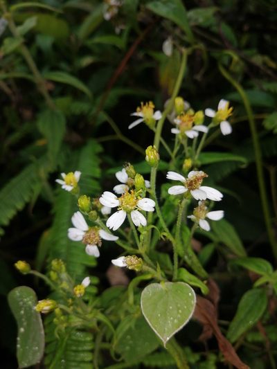 Alloispermum caracasanum, photographed by GERMAN LEONEL SARMIENTO CRUZ