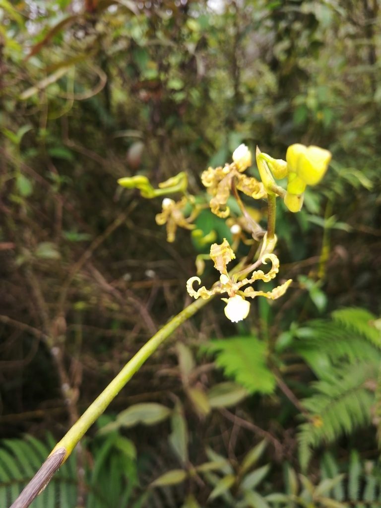 Cyrtochilum divaricatum, photographed by GERMAN LEONEL SARMIENTO CRUZ