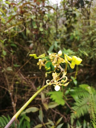Cyrtochilum divaricatum, photographed by GERMAN LEONEL SARMIENTO CRUZ