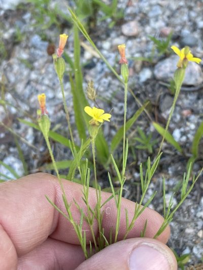 Oenothera linifolia, photographed by Becky Dill