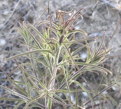 Cordylanthus rigidus, photographed by Irene