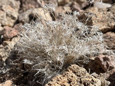 Munroa pulchella, photographed by Bobby McCabe