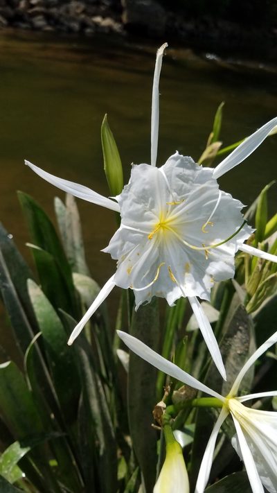 Hymenocallis coronaria, photographed by Leigha S
