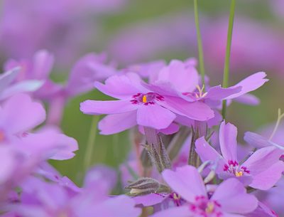 Phlox subulata, photographed by Blake Ross