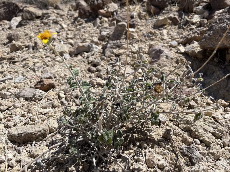Bahiopsis parishii, photographed by Bobby McCabe